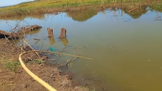 Quantidade absurda desse peixe depois que o Rio quase seca eles aparecem Pescaria caipira [upl. by Beata]