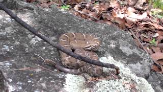 Ridgenosed Rattlesnake [upl. by Ranger]