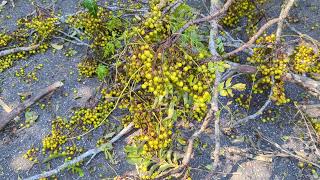 Chinaberry Tree Fell During Hurricane Milton on Cross Seminole Trail amp Squirrel Calls Out Oviedo [upl. by Airotel]