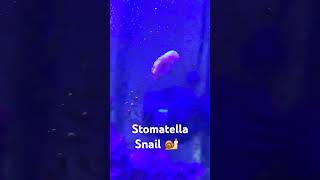 Stomatella Snail 🐌 shorts snail [upl. by Emmalyn999]