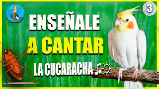 🟡 ENSEÑALE A CANTAR LA CUCARACHA A TU CACATUA ninfa COLAPSITA EN 1 HORA [upl. by Enaej]