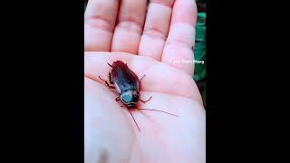 Con gián short insects insect youtubeanimals youtubeshorts youtuber tiktoktrending [upl. by Nniuqal]