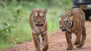 Tigers of Tadoba  the legend of Maya and Sonam [upl. by Zelikow]