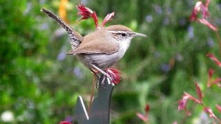 Bewicks Wren Calls May 2015 [upl. by Adiela]