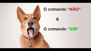 Como ensinar o quotNÃOquot E o quotSIMquot para o cachorro [upl. by Elstan176]