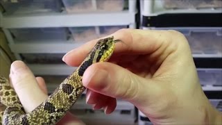 An Intro to Hognose Snakes Plus Easterns vs Westerns [upl. by Meeka]