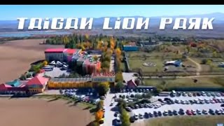 Taigan Lion park where LionHug Tourist 🐅టైగాన్ లయన్ పార్క్ ఇక్కడ లయన్ హగ్ టూరిస్ట్🇮🇳 [upl. by Yelrahc]