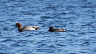 Eurasian Wigeon Fischione Anas penelope Ferruginous Duck Moretta tabaccata Aythya nyroca [upl. by Romelle]