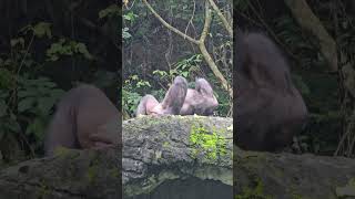 ChimpanzeePan troglodytesTaipei Zoo [upl. by Malcolm643]