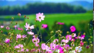 Flowers  Video Background HD 1080p [upl. by Sundberg]