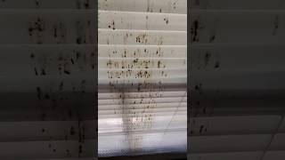 Paper Wasps Destroyed Second Story Window Blinds 🐝 💩 [upl. by Abas]