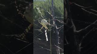 Argiope lobata Аргиопа дольчатая kakhovkadam spider argiopelobata nature garden [upl. by Aninep]