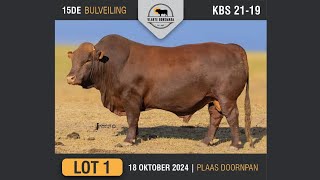 Lot 1  Vlakte Bonsmara Bulveiling  18 Okt 2024 [upl. by Darell]