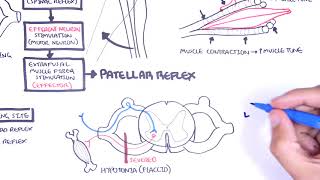 Introduction to how reflexes work  reflex arc monosynaptic and polysynaptic reflexes [upl. by Suivatna]