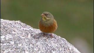 Ortolan Bunting and its Song [upl. by Neeka]