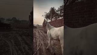 horselover horse horseriding horseracing indianhorse horserace subscribe trendingviralshort [upl. by Celestyn839]