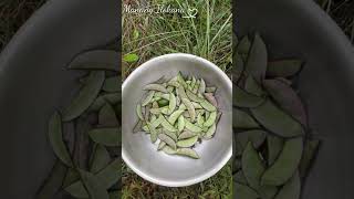 Homegrown Organic Hyacinth Beans from the Garden harvest gardenharvest myharvest [upl. by Jabon374]