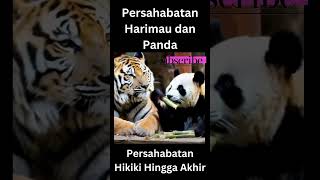 Persahabatan Harimau dan Panda tiger harimau harimausumatra [upl. by Drofkcor]