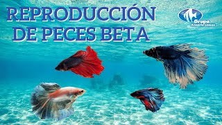 Reproducción de peces Bettas [upl. by Nevur59]