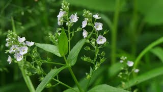 VERONICA ACQUATICA  Veronica anagallisaquatica L Plantaginaceae [upl. by Supmart]