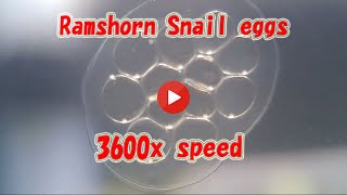 Ramshorn Snail eggs 3600x speed [upl. by Slin653]