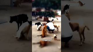 Shelter For Disabled Dogs shorts trollface ytshorts [upl. by Angelique]