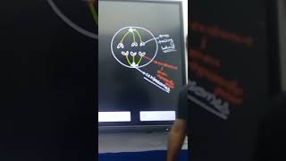 ANAPHASE MITOSIS Cell biology [upl. by Enirahtak898]