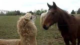 Cute Alpaca Video [upl. by Oriel]