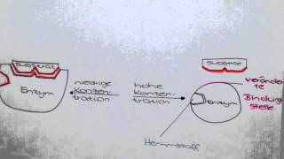 Enzyme SchlüsselSchlossPrinzip Hemmungen negative Rückkopplung [upl. by Mannes]