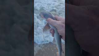 Cute bonnethead shark release at Disney Vero Beach Resort tight lines [upl. by Moses]