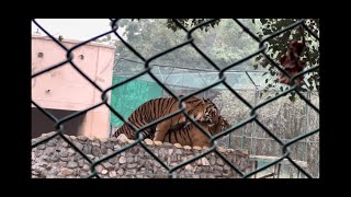 Tigers mating at the zoo  tiger sex at the zoo  tigers best movement at the zoo [upl. by Bowden]