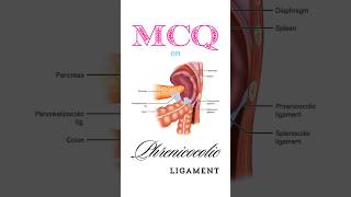 Anatomy MCQ on phrenicocolic ligament shorts phrenicocolicligament [upl. by Reh]