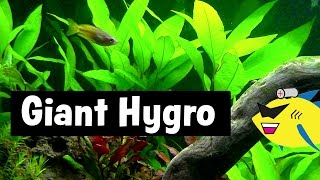 Giant Hygrophila Easy Aquarium Plant [upl. by Yentihw303]