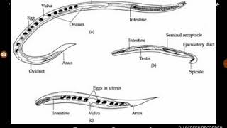 Strongyloides stercoralis [upl. by Aun506]