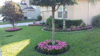 How to grow Rain Lilies  Zephyranthes in front yard for best [upl. by Ariuqahs790]