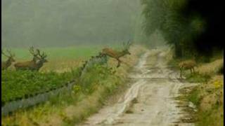 Herten springen over een raster [upl. by Drabeck]