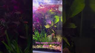 Successful Betta Sorority Tank 1 male  4 female bettafish bettasorority bettaharam [upl. by Harriott]