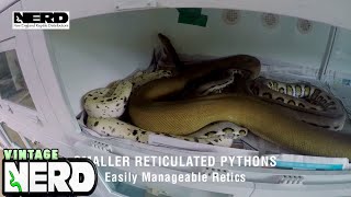 Smaller Reticulated Pythons  Easily Manageable Retics [upl. by Winfrid]