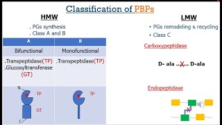 Penicillin Binding Proteins English [upl. by Alimak]