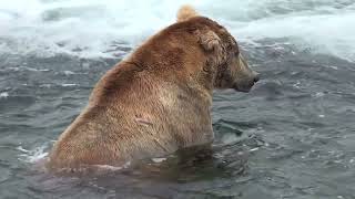 Alaska Grizzlys of Katmai 5 [upl. by Sinnej37]