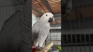 All About African Grey Parrots shortsviral parrot [upl. by Enylodnewg]