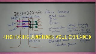 CELL JUNCTIONS PART2 DESMOSOMES amp ZONULA ADHERENS [upl. by Bacon538]