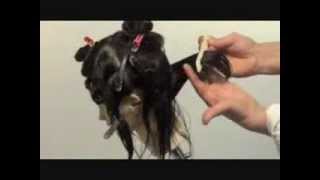 Démonstration coupecoiffure  Haircut Demo by YLF [upl. by Eatnad]