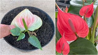 Water solution helps Anthurium root super fast anyone can do it [upl. by Binny]