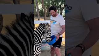 Gerard Butler  SO CUTE Gerrys PLAYFUL experience while feeding a zebra [upl. by Oiram]