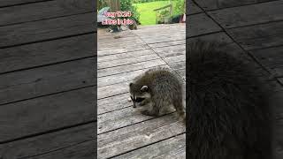 Scamp and the Raccoon Cubs Peanut Butter Club Daily Diary [upl. by Retrak]