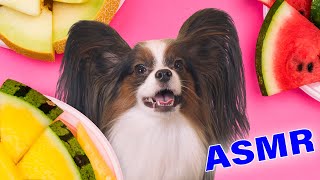 ASMR Dog Guess what I like more I YUKIASMR [upl. by Pinzler]