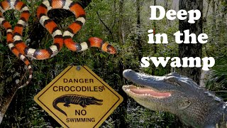 Deep Swamp Herping Florida [upl. by Teriann]