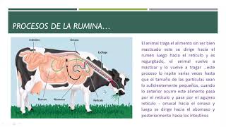 PROCESO DE LA RUMIA Y DIFERENCIAS ENTRE SISTEMA DIGESTIVO DE RUMIANTES MONOGASTRICOS Y AVES [upl. by Apps]