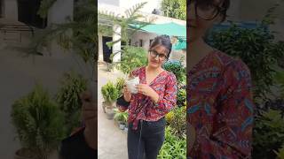 Araucaria  एक ऐसा evergreen 🌲 पौधा जो धूप छाव दोनो जगह चल सकता है 🌲 araucaria gardening [upl. by Romilly]